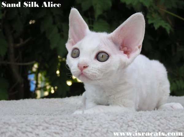 Sand Silk Alice, Devon Rex kitten