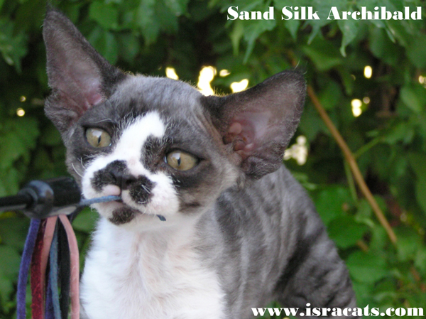  Sand Silk Archibald,Available Devon Rex male kitten black smoke with white 