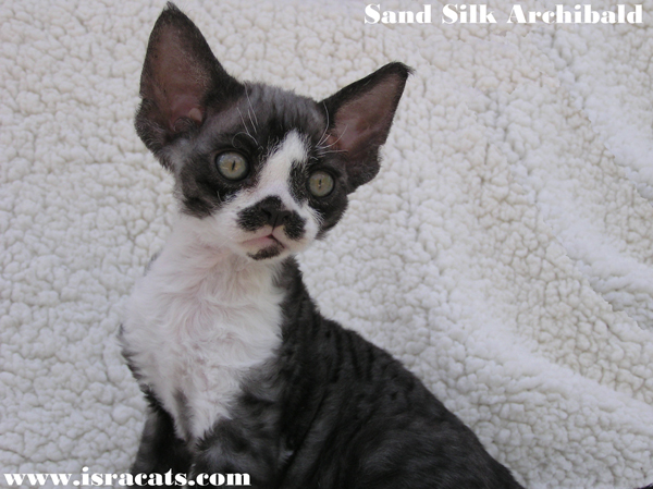 Sand Silk Archie,Devon Rex black smoke and white available  male kitten,from israeli cattery Sand Silk 