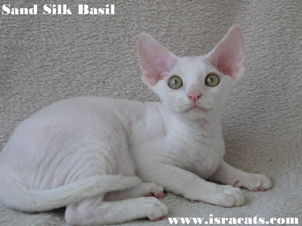  Sand Silk Basil,Available Devon Rex white male kitten  