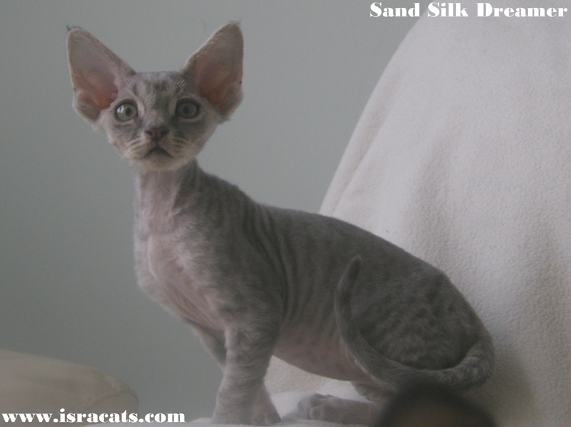 Sand Silk Dreamer , Devon Rex male Kitten