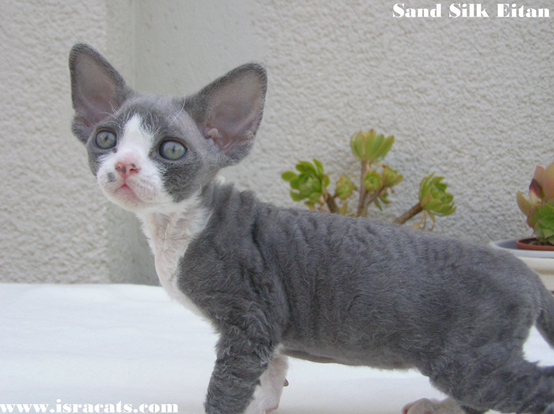  Sand Silk Eitan, Devon Rex  male kitten  