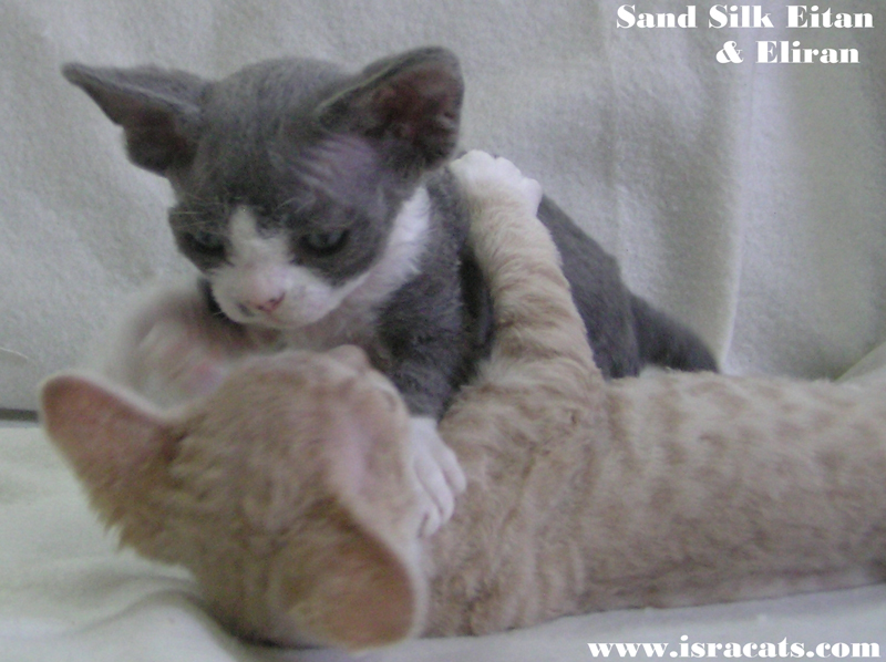 Sand Silk available kittens 