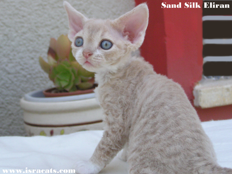  Sand Silk Eliran, Available Devon Rex  male kitten  
