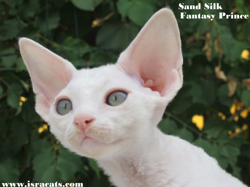 Sand Silk Fantasy Prince available Devon Rex Male Kitten
