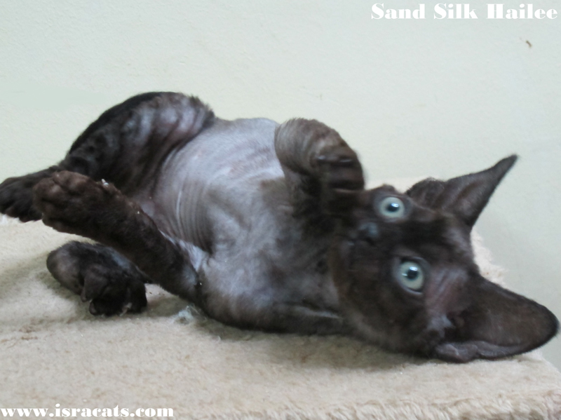 Sand Silk Hailee, available Devon Rex female Kitten