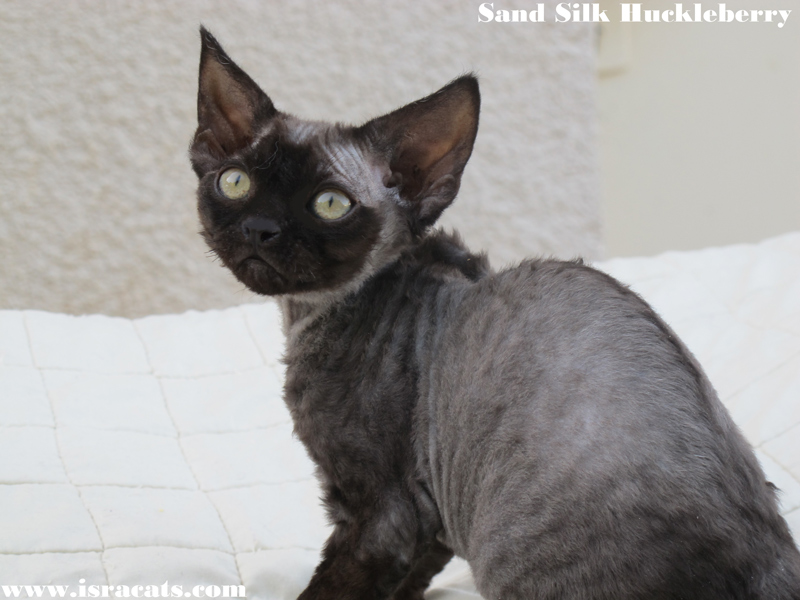 Sand Silk Huckleberry , available Devon Rex female Kitten