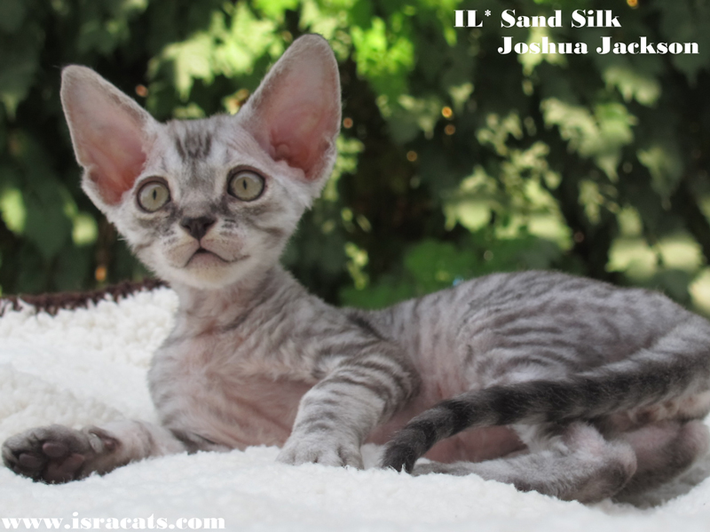  Sand Silk Joshua Jackson, Available Devon Rex  male kitten, color Black  Spotted 