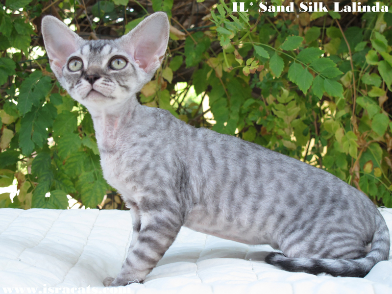  Sand Silk Isabelle,  Devon Rex  female , color Black Silver Spotted with White  