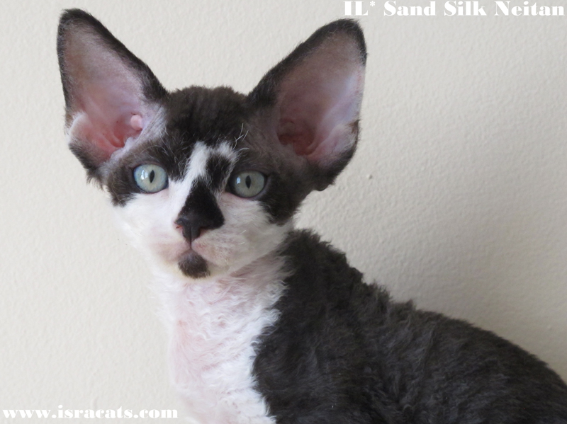 Sand Silk Neitan, Available  Devon Rex male Black & White kitten 