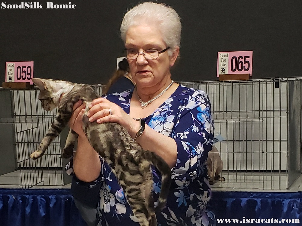 More picrures from cat shows