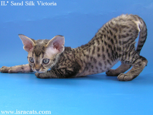 Victoria Sand Silk Devon Rex Kitten,More  pictures