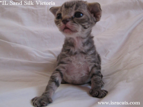 Victoria Sand Silk Devon Rex Kitten,More  pictures
