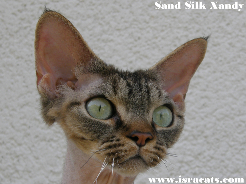Sand Silk Xandy. Devon Rex Cat.Female,Black Spotted