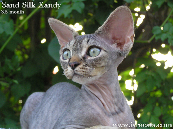 More pictures of  Sand Silk Xandy