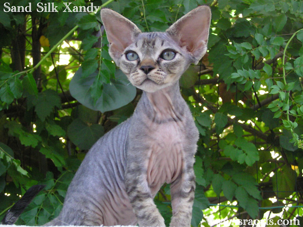 Sand Silk Xandy, Devon Rex Female Kitten