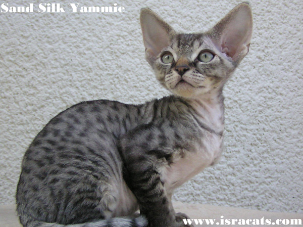 Sand Silk Yammie , Devon Rex male Kitten