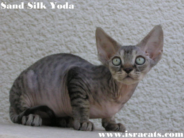 Sand Silk Yoda Devon Rex Male Kitten