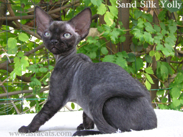 Sand Silk Yolly , Devon Rex Female Kitten