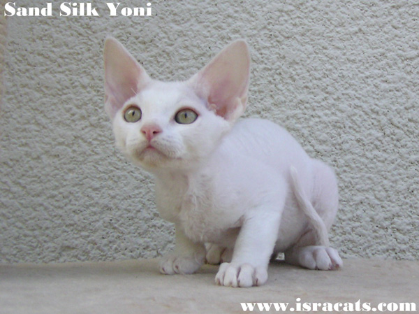 Sand Silk Yoni , Devon Rex male Kitten
