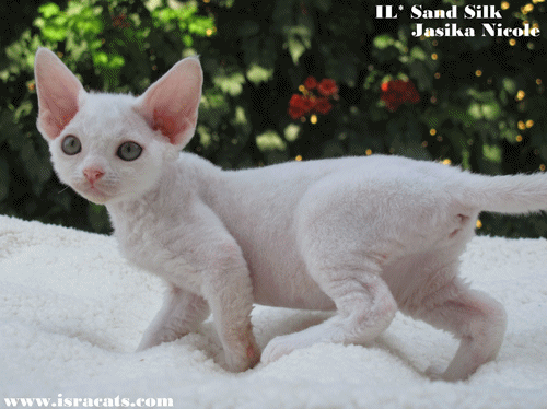 Sand Silk Devon Rex kittens 