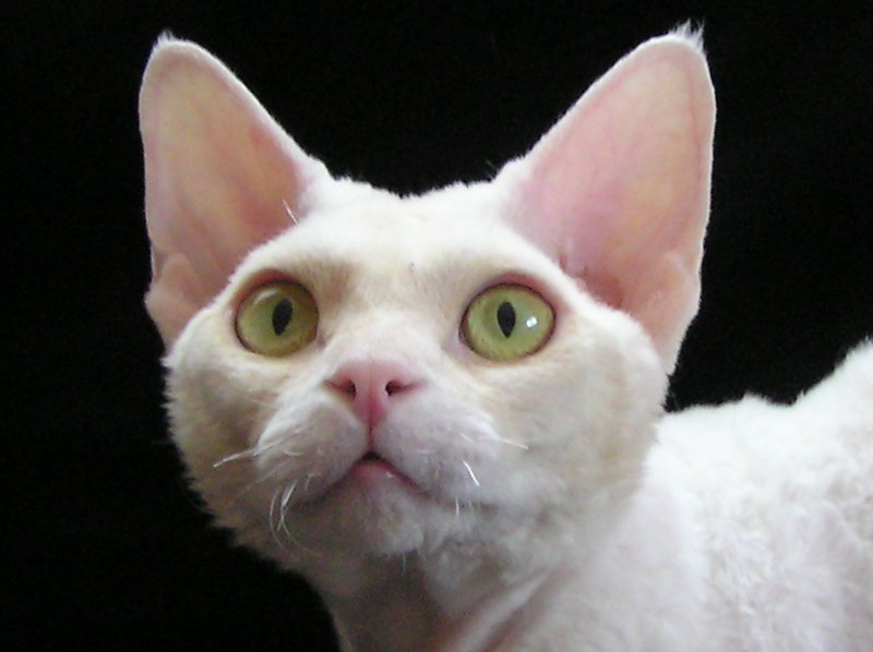 __Sand Silk Cattery__. Devon Rex & Siamese Cats.Studs.